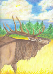Elk painting