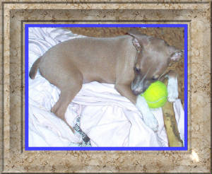 *Blu* enjoying his new home. copyright, K.Petross