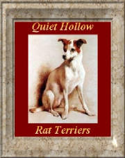 R Quiet Hollow Rat Terriers cont.
