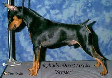 Stryder One Year Old