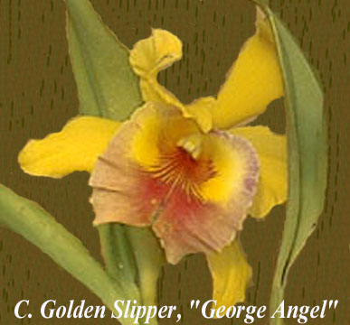 Golden Slipper George's Angel
