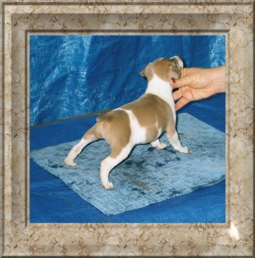 UKC CH Lone Oak's Sassafras, (picture as a pup)